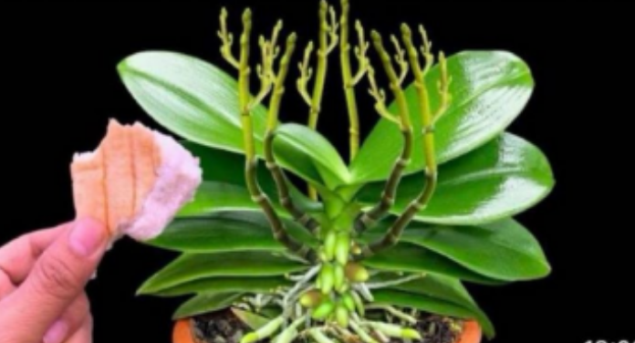 Stavite 1 komad ispod orhideje! Odjednom izraste 100 grana i cvjeta cijele godine