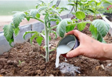 Vrtlari, ovo je ono čime treba hraniti PARADAJZE nakon sadnje: Sipajte ovo na rasadima i imaće više plodova nego listova!