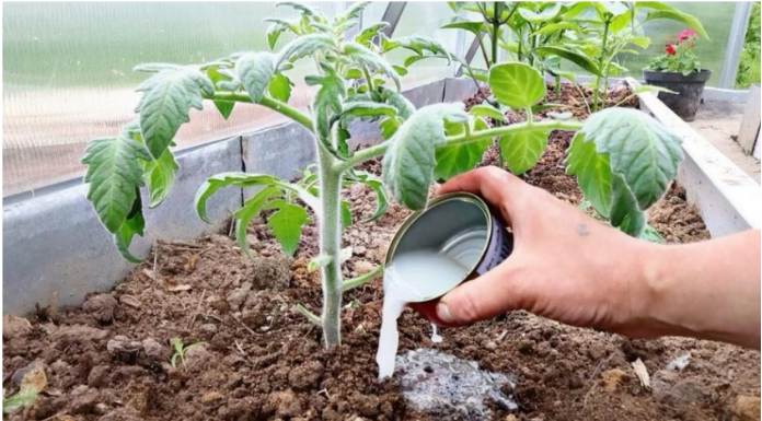 Vrtlari, ovo je ono čime treba hraniti PARADAJZE nakon sadnje: Sipajte ovo na rasadima i imaće više plodova nego listova!