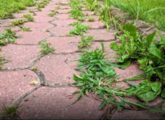 KOROV UPORNO RASTE IZMEĐU BETONA: Evo kako da ga zauvijek iskorijenite – VIŠE SE NEĆE VRAĆATI