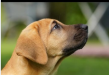 Ovu njegovu reakciju dobro zapamtite: Svaki pas u blizini loše osobe uvijek uradi jednu stvar