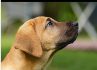 Ovu njegovu reakciju dobro zapamtite: Svaki pas u blizini loše osobe uvijek uradi jednu stvar