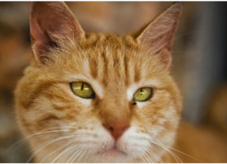 Ako vam je na kućni prag došla nepoznata mačka, to znači samo jedno – PRIPREMITE SE