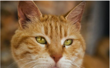 Ako vam je na kućni prag došla nepoznata mačka, to znači samo jedno – PRIPREMITE SE