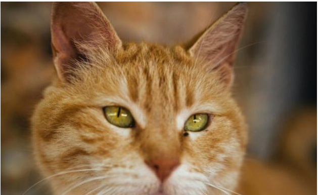 Ako vam je na kućni prag došla nepoznata mačka, to znači samo jedno – PRIPREMITE SE