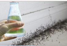 Sa samo jednom kapljicom, možete učiniti da mravi trenutno nestanu – nevjerojatno učinkovit trik za vaš dom!