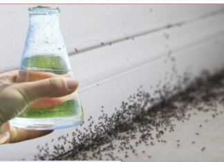 Sa samo jednom kapljicom, možete učiniti da mravi trenutno nestanu – nevjerojatno učinkovit trik za vaš dom!