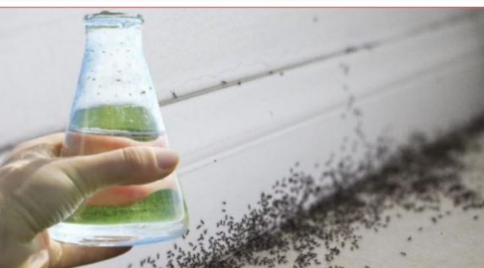 Sa samo jednom kapljicom, možete učiniti da mravi trenutno nestanu – nevjerojatno učinkovit trik za vaš dom!