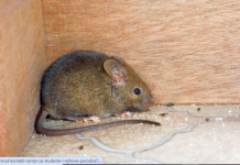 Miševi ne podnose miris ove biljke: Stavite je u svoj dom i više se neće vraćati