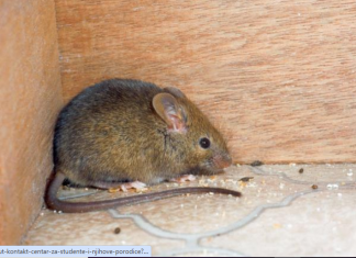 Miševi ne podnose miris ove biljke: Stavite je u svoj dom i više se neće vraćati