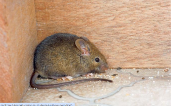 Miševi ne podnose miris ove biljke: Stavite je u svoj dom i više se neće vraćati