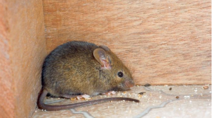 Miševi ne podnose miris ove biljke: Stavite je u svoj dom i više se neće vraćati