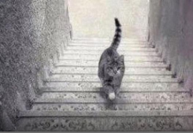 PSIHOLOŠKI TEST – DA LI MAČKA SA SLIKE SILAZI ILI SE PENJE UZ STEPENICE: Odgovor otkriva kakva ste ličnost zapravo!