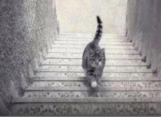 PSIHOLOŠKI TEST – DA LI MAČKA SA SLIKE SILAZI ILI SE PENJE UZ STEPENICE: Odgovor otkriva kakva ste ličnost zapravo!