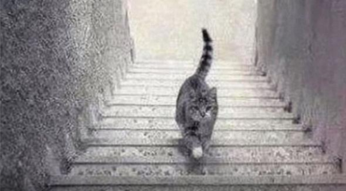 PSIHOLOŠKI TEST – DA LI MAČKA SA SLIKE SILAZI ILI SE PENJE UZ STEPENICE: Odgovor otkriva kakva ste ličnost zapravo!