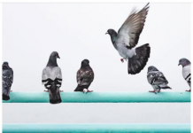 Otjerajte zauvijek golubove sa terase: Jednu stvar ne mogu da smisle