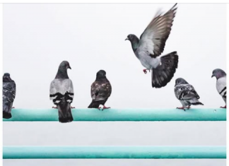 Otjerajte zauvijek golubove sa terase: Jednu stvar ne mogu da smisle