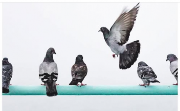 Otjerajte zauvijek golubove sa terase: Jednu stvar ne mogu da smisle