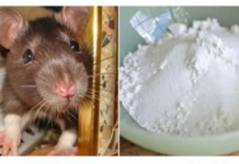 Domaći TRIK da se riješite miševa u stanu i podrumu: Samo sam ga spustio na zemlju i sutradan miševa nema nigdje!