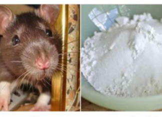 Domaći TRIK da se riješite miševa u stanu i podrumu: Samo sam ga spustio na zemlju i sutradan miševa nema nigdje!