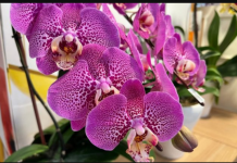 NAJBOLJE JE JEDNOM GODIŠNJE: Ako primijetite ove 3 promjene na orhideji, odmah je presadite ili će propasti