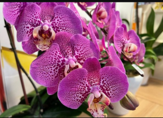 NAJBOLJE JE JEDNOM GODIŠNJE: Ako primijetite ove 3 promjene na orhideji, odmah je presadite ili će propasti