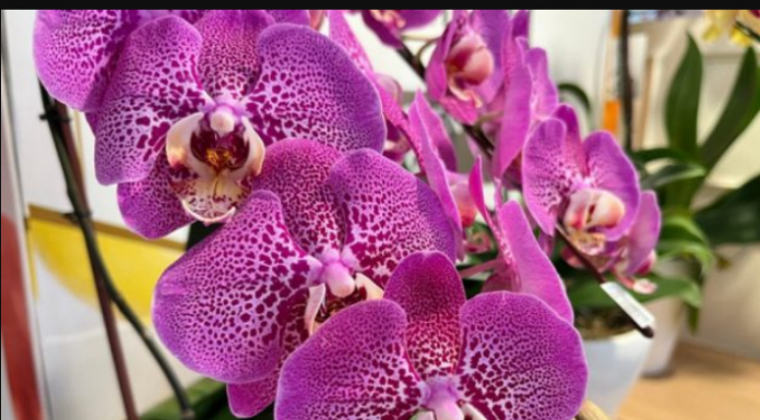 NAJBOLJE JE JEDNOM GODIŠNJE: Ako primijetite ove 3 promjene na orhideji, odmah je presadite ili će propasti