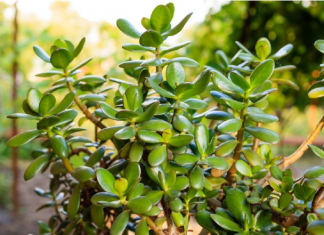 SIPAJTE MEŠAVINU OVA 2 JEFTINA SASTOJKA IZ KUHINJE U SAKSIJU I GLEDAJTE: Drvo novca će rasti i cvetati kao ludo