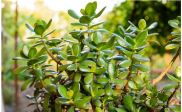 SIPAJTE MEŠAVINU OVA 2 JEFTINA SASTOJKA IZ KUHINJE U SAKSIJU I GLEDAJTE: Drvo novca će rasti i cvetati kao ludo