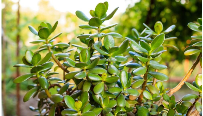 SIPAJTE MEŠAVINU OVA 2 JEFTINA SASTOJKA IZ KUHINJE U SAKSIJU I GLEDAJTE: Drvo novca će rasti i cvetati kao ludo