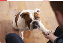 Pas često stavlja šapu na vas: EVO ŠTA TO ZNAČI, tvrdi veterinar