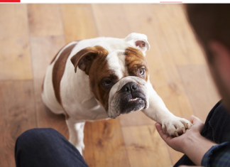 Pas često stavlja šapu na vas: EVO ŠTA TO ZNAČI, tvrdi veterinar