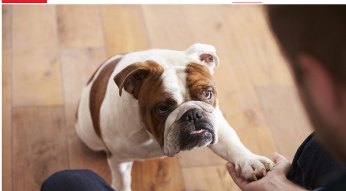 Pas često stavlja šapu na vas: EVO ŠTA TO ZNAČI, tvrdi veterinar