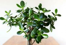 FENG ŠUI, KRASULA: Biljka koja, po drevnim vjerovanjima, privlači novac i sreću-evo kako da je uzgajate