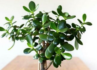 FENG ŠUI, KRASULA: Biljka koja, po drevnim vjerovanjima, privlači novac i sreću-evo kako da je uzgajate