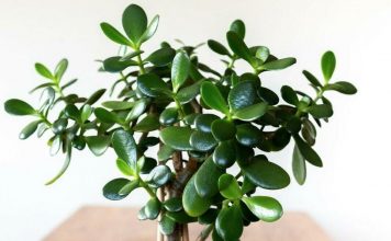 FENG ŠUI, KRASULA: Biljka koja, po drevnim vjerovanjima, privlači novac i sreću-evo kako da je uzgajate