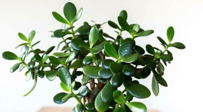 FENG ŠUI, KRASULA: Biljka koja, po drevnim vjerovanjima, privlači novac i sreću-evo kako da je uzgajate