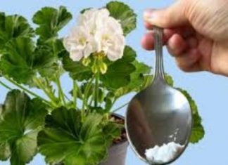 ODMAH JE PROCVJETALA! 1 Kašičica Za Bilo Koji Kućni Cvijet I Bujno Cvjetanje Je Zagarantovano!