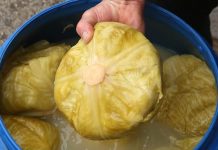 Zdravstvene Prednosti Kiselog Kupusa: Iskustvo Grkinje iz Sydneya