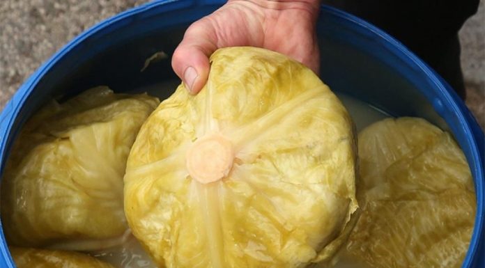 Zdravstvene Prednosti Kiselog Kupusa: Iskustvo Grkinje iz Sydneya