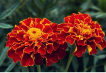 NAJKORISNIJI CVIJET U BAŠTI: 10 razloga da ovog proljeća POSIJETE KADIFE