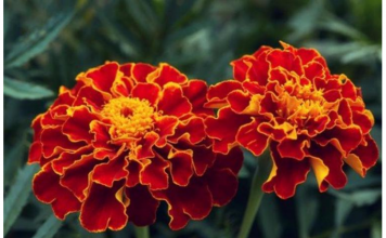 NAJKORISNIJI CVIJET U BAŠTI: 10 razloga da ovog proljeća POSIJETE KADIFE