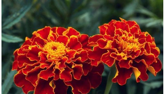 NAJKORISNIJI CVIJET U BAŠTI: 10 razloga da ovog proljeća POSIJETE KADIFE