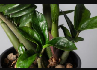 Samo sipajte u lonac i nećete prepoznati svoj ZAMIOKULKAS: Eksplozija novih listova kakvu još niste vidjeli!