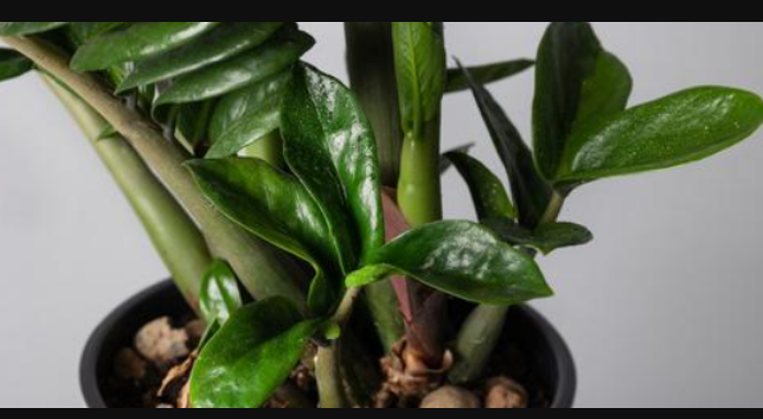 Samo sipajte u lonac i nećete prepoznati svoj ZAMIOKULKAS: Eksplozija novih listova kakvu još niste vidjeli!