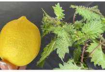 U proljeće uberite običnu koprivu i pomiješajte je s limunom: Efekat na kojem ćete biti zahvalni!