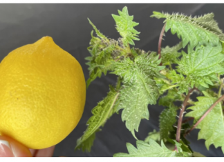 U proljeće uberite običnu koprivu i pomiješajte je s limunom: Efekat na kojem ćete biti zahvalni!