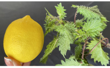 U proljeće uberite običnu koprivu i pomiješajte je s limunom: Efekat na kojem ćete biti zahvalni!