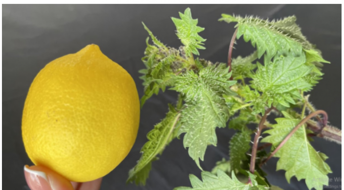 U proljeće uberite običnu koprivu i pomiješajte je s limunom: Efekat na kojem ćete biti zahvalni!