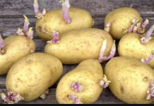 Možemo li jesti proklijali krompir? Evo odgovora koji bi svi trebali pročitati!